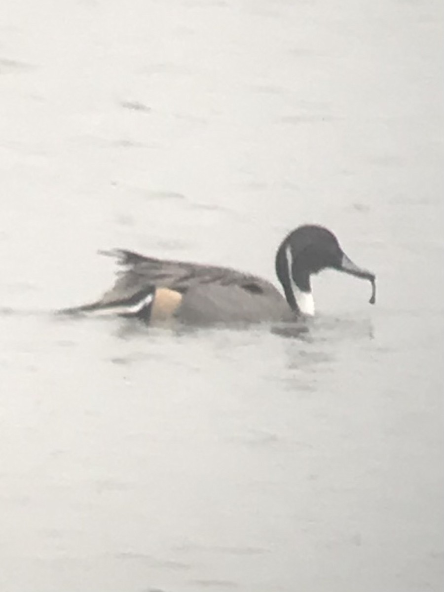 Northern Pintail - ML646970315