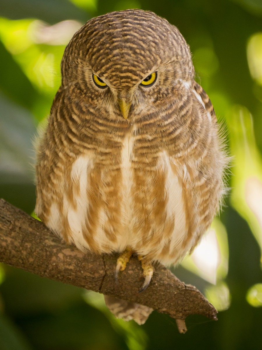 Asian Barred Owlet - ML646970316