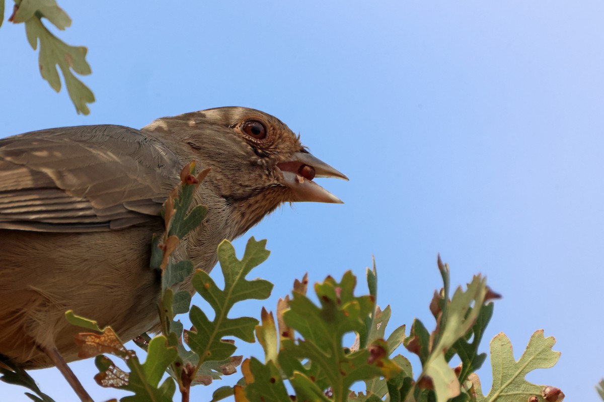 California Towhee - ML646970317