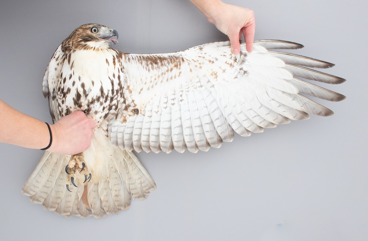 Red-tailed Hawk - ML646970321