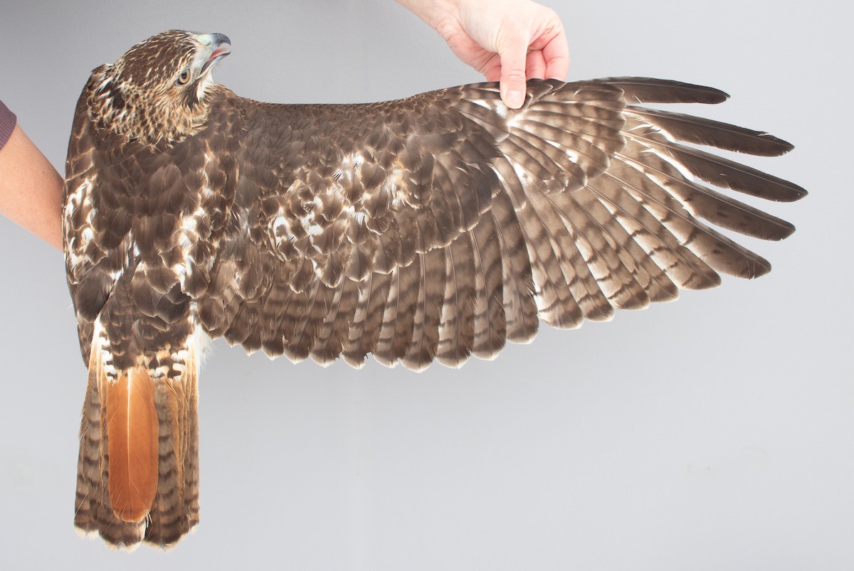 Red-tailed Hawk - ML646970327