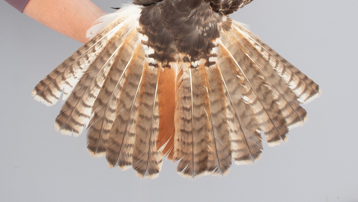 Red-tailed Hawk - ML646970328