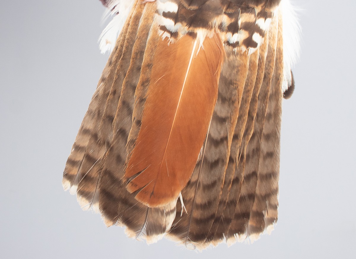 Red-tailed Hawk - ML646970329