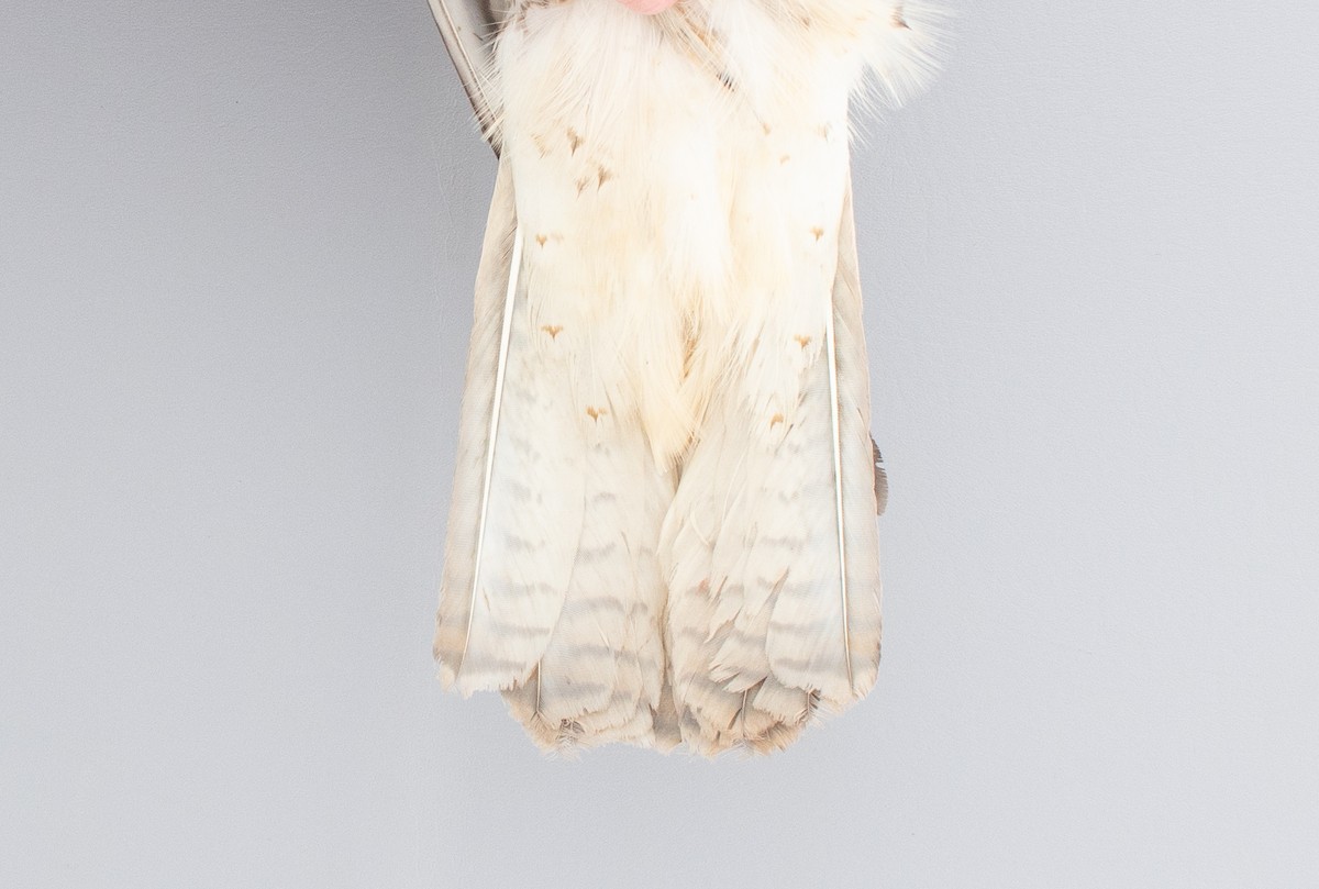 Red-tailed Hawk - ML646970330