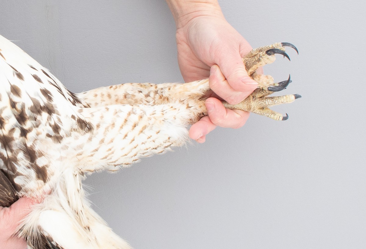 Red-tailed Hawk - ML646970331