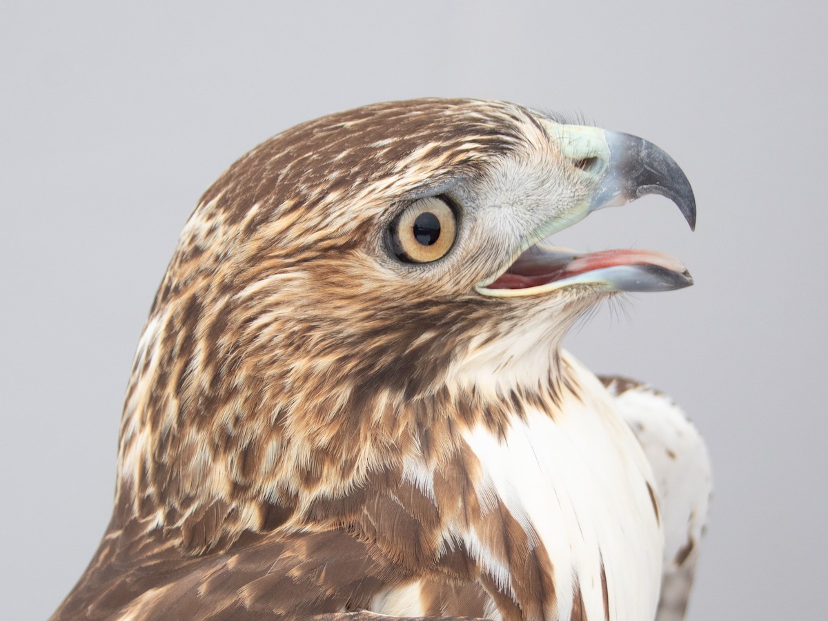 Red-tailed Hawk - ML646970334