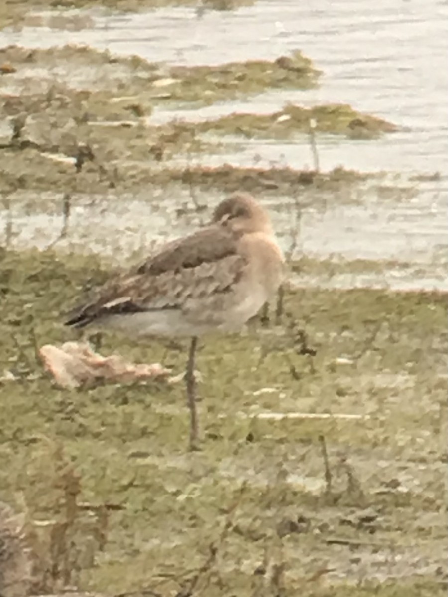 Uferschnepfe - ML646970335