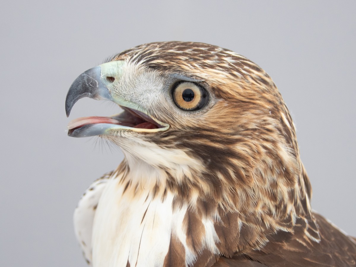 Red-tailed Hawk - ML646970342