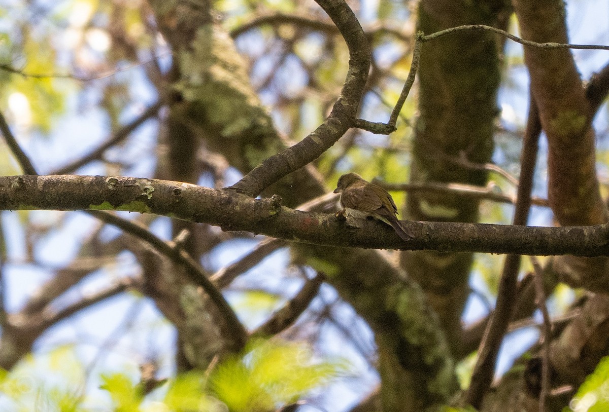 Tavetahoniganzeiger - ML646970348