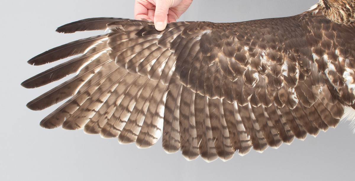 Red-tailed Hawk - ML646970349