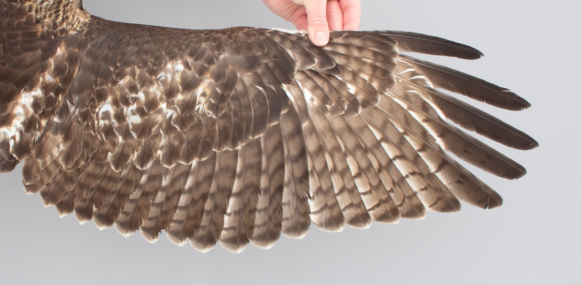 Red-tailed Hawk - ML646970351