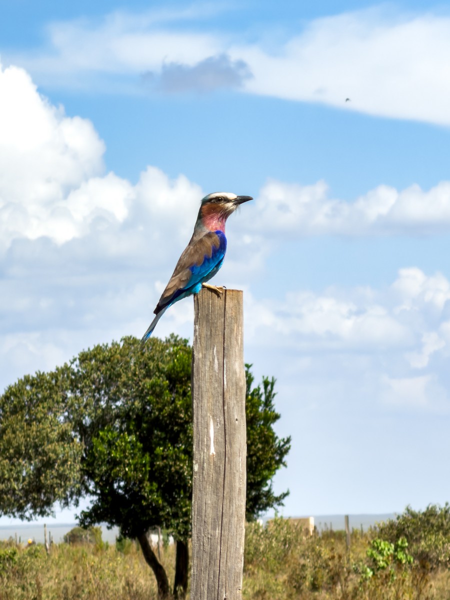 Lilac-breasted Roller - ML646970352
