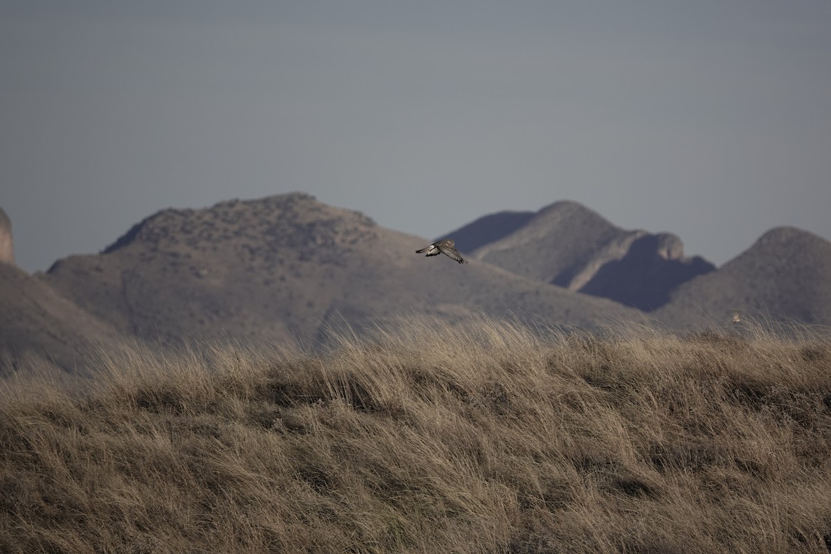 זרון אמריקני - ML646970355