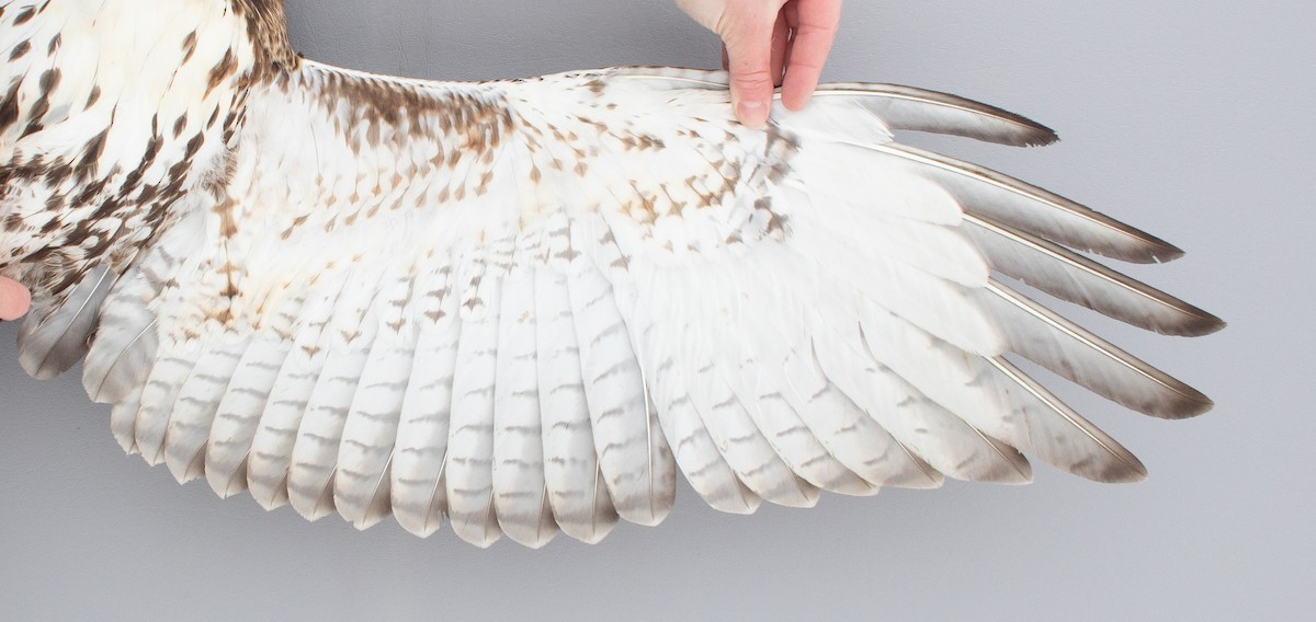 Red-tailed Hawk - ML646970356