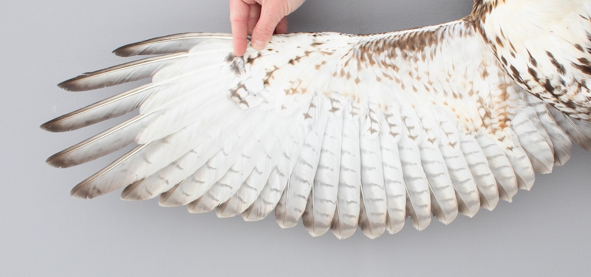 Red-tailed Hawk - ML646970357