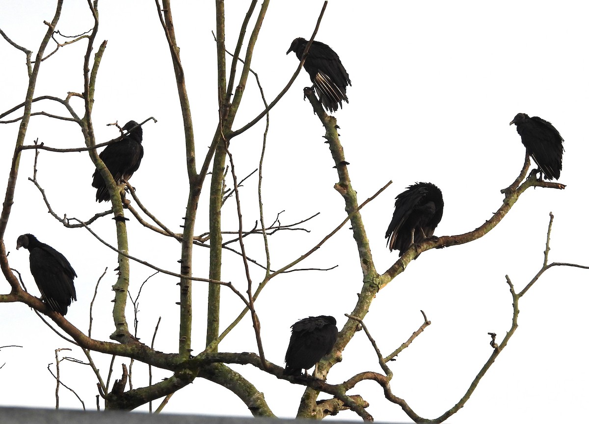 kondor havranovitý - ML646970359