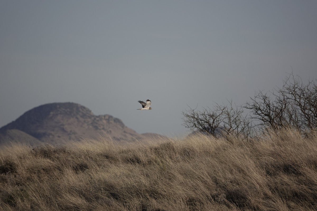 Busard des marais - ML646970360