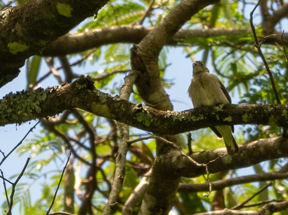 Tavetahoniganzeiger - ML646970363