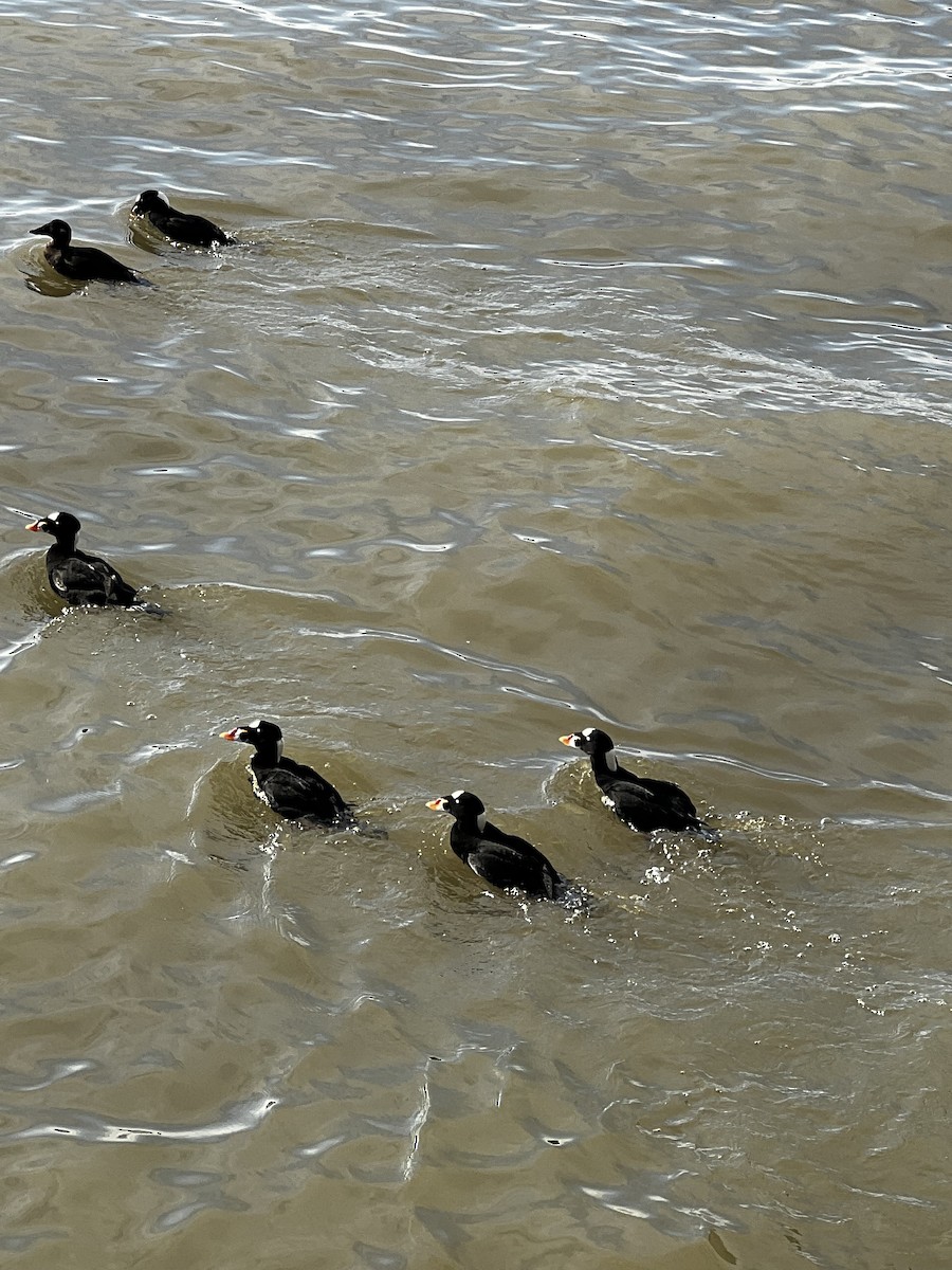 Surf Scoter - ML646970364