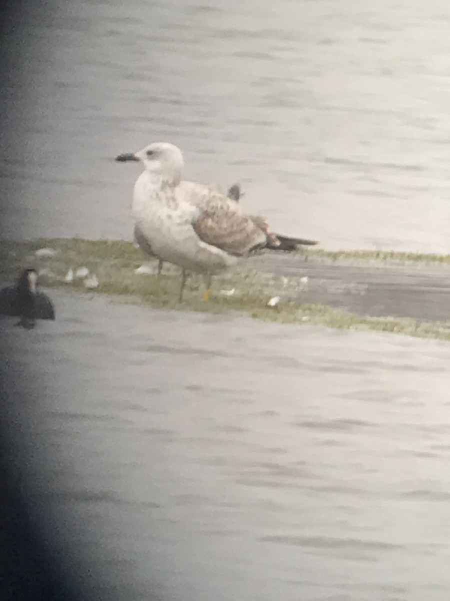 Steppenmöwe - ML646970365