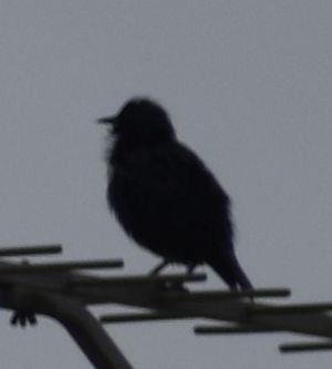 Spotless Starling - ML646970370
