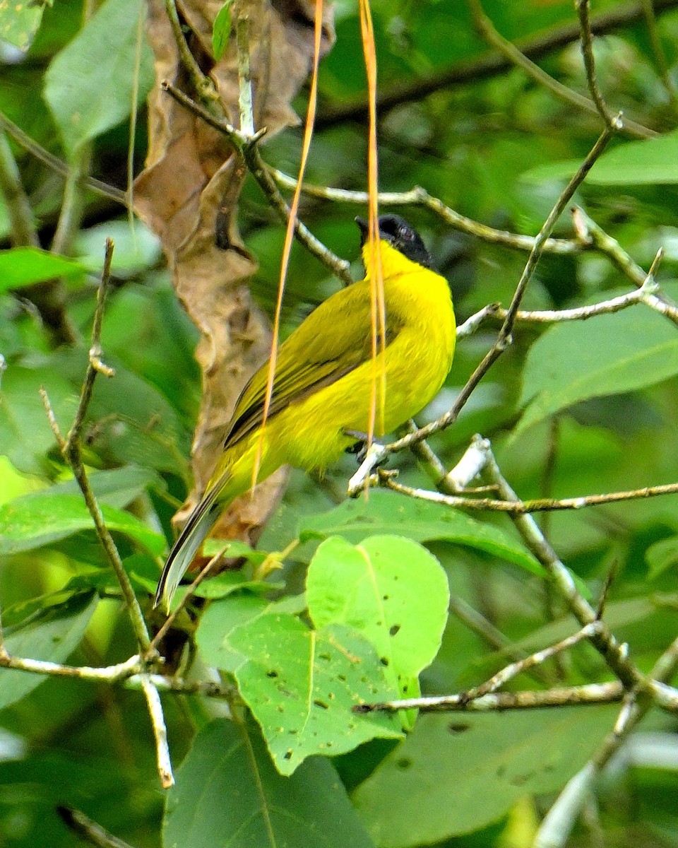 Black-capped Bulbul - ML646970379