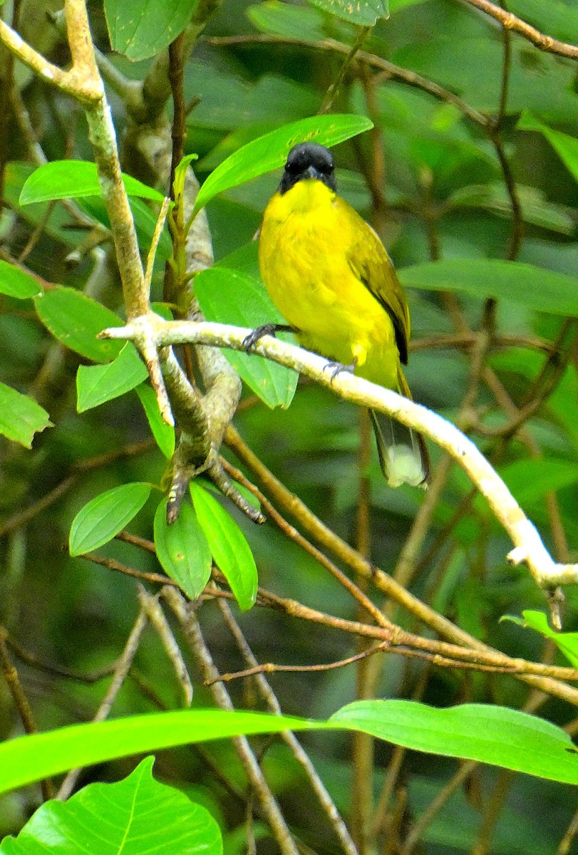 Black-capped Bulbul - ML646970380