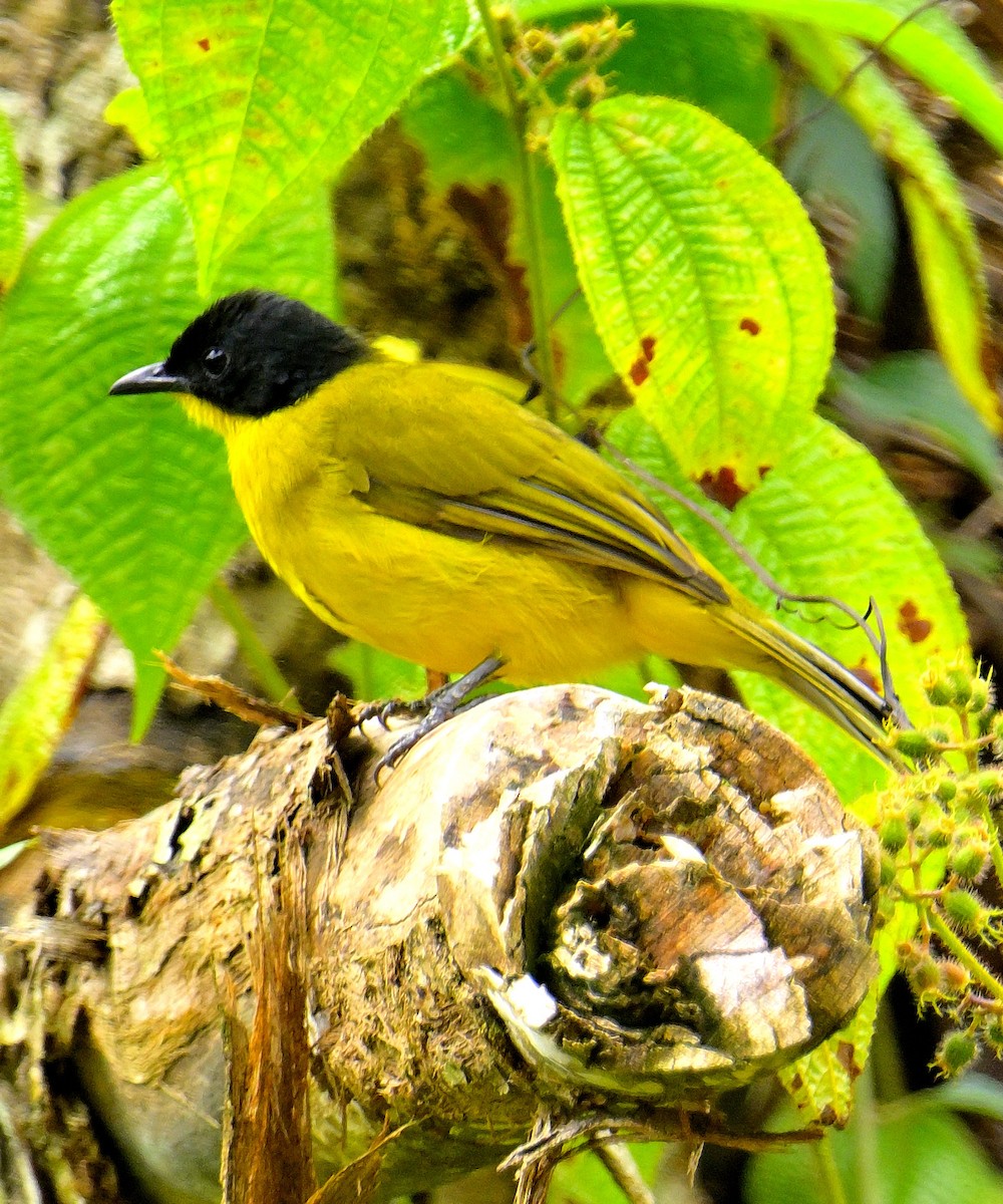 Black-capped Bulbul - ML646970381
