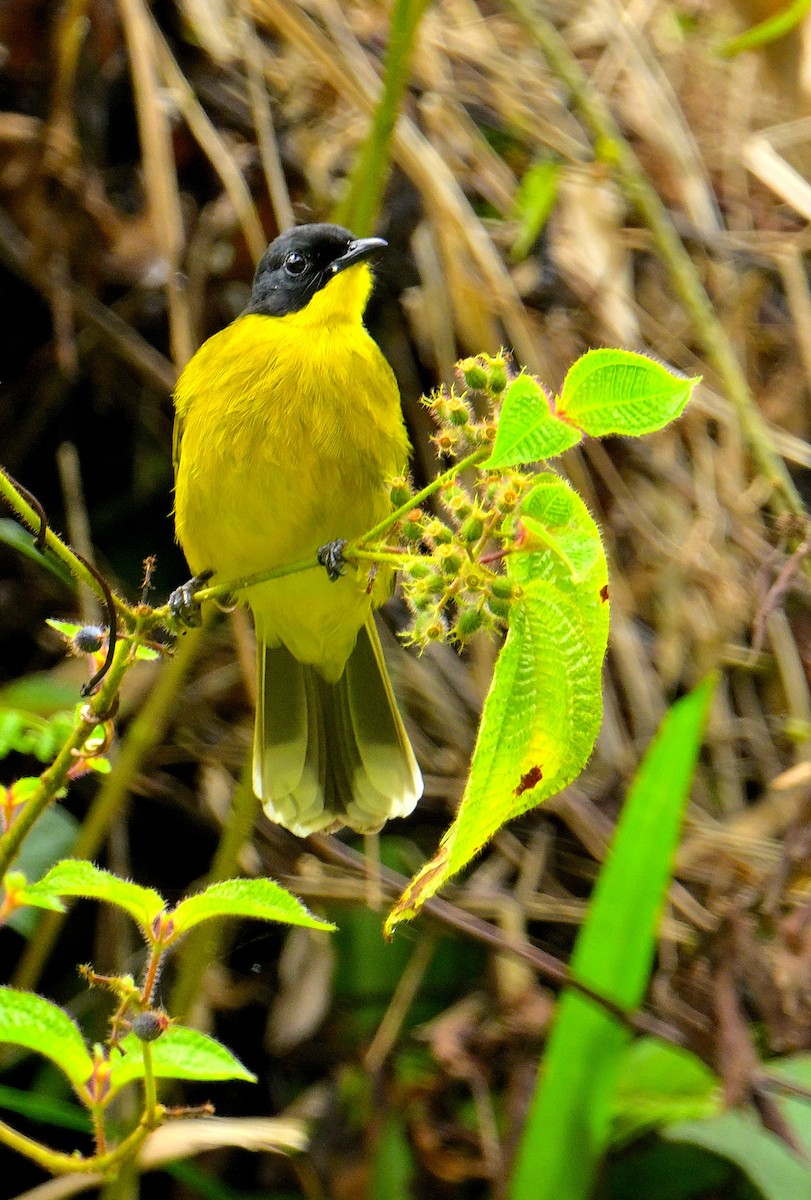 Bulbul à tête noire - ML646970382