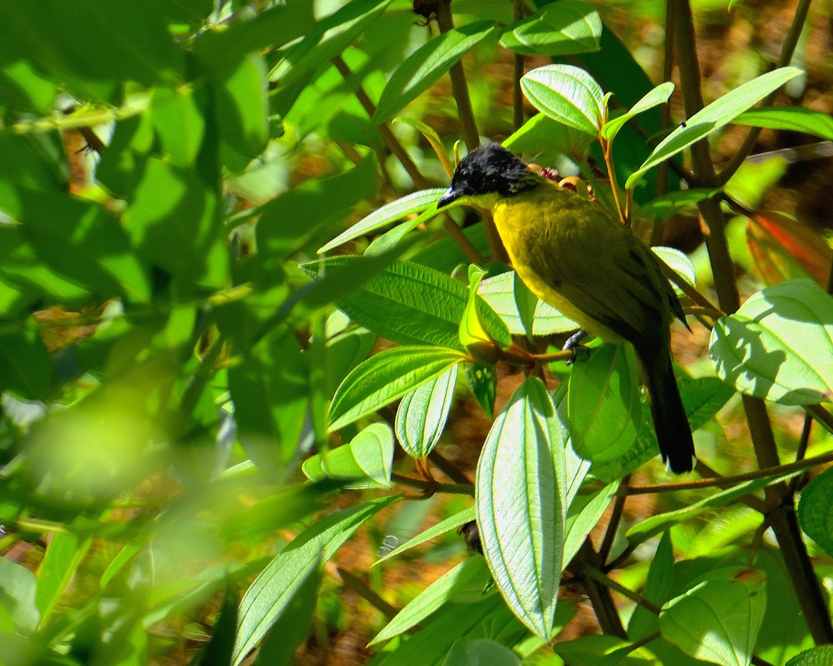 Black-capped Bulbul - ML646970383