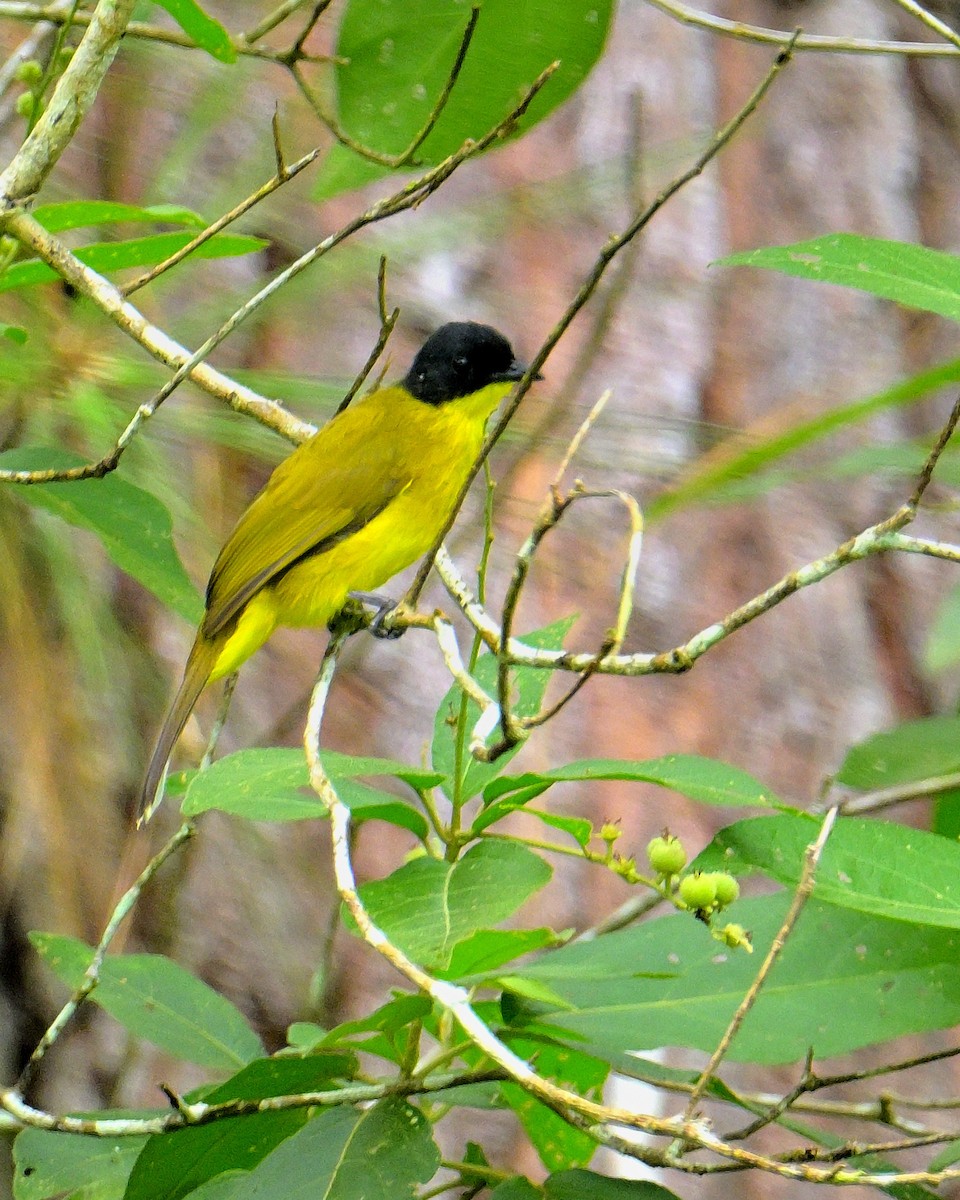 Bulbul à tête noire - ML646970384