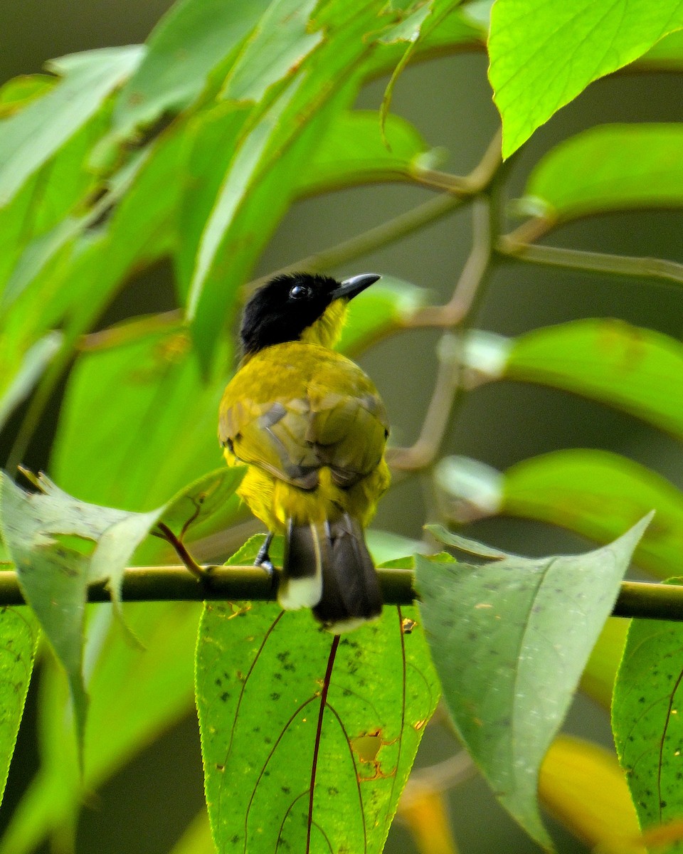 Bulbul à tête noire - ML646970385