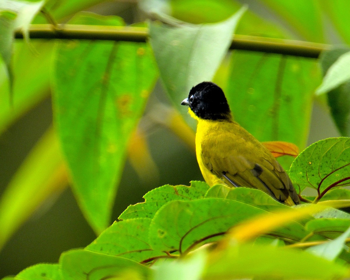 Black-capped Bulbul - ML646970386