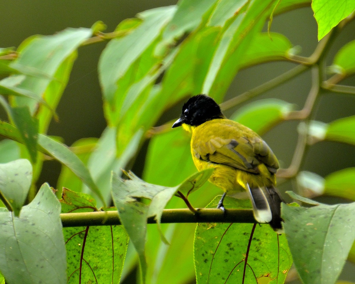 Bulbul à tête noire - ML646970387