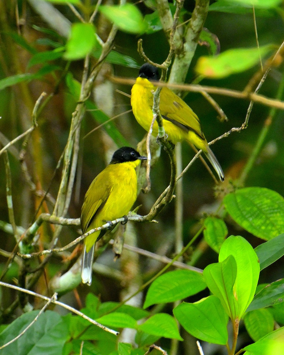 Bulbul à tête noire - ML646970388