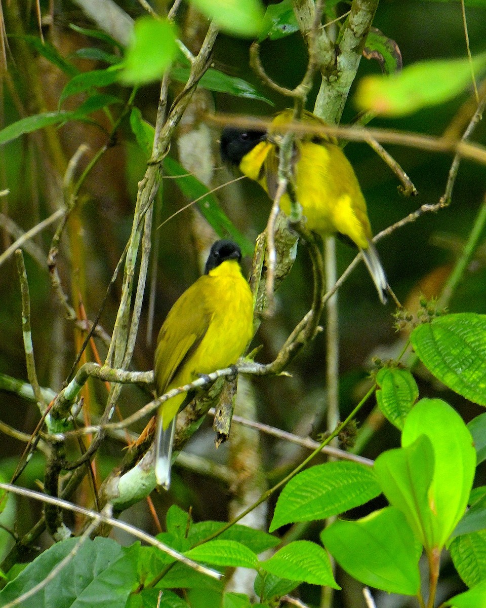 Bulbul à tête noire - ML646970389