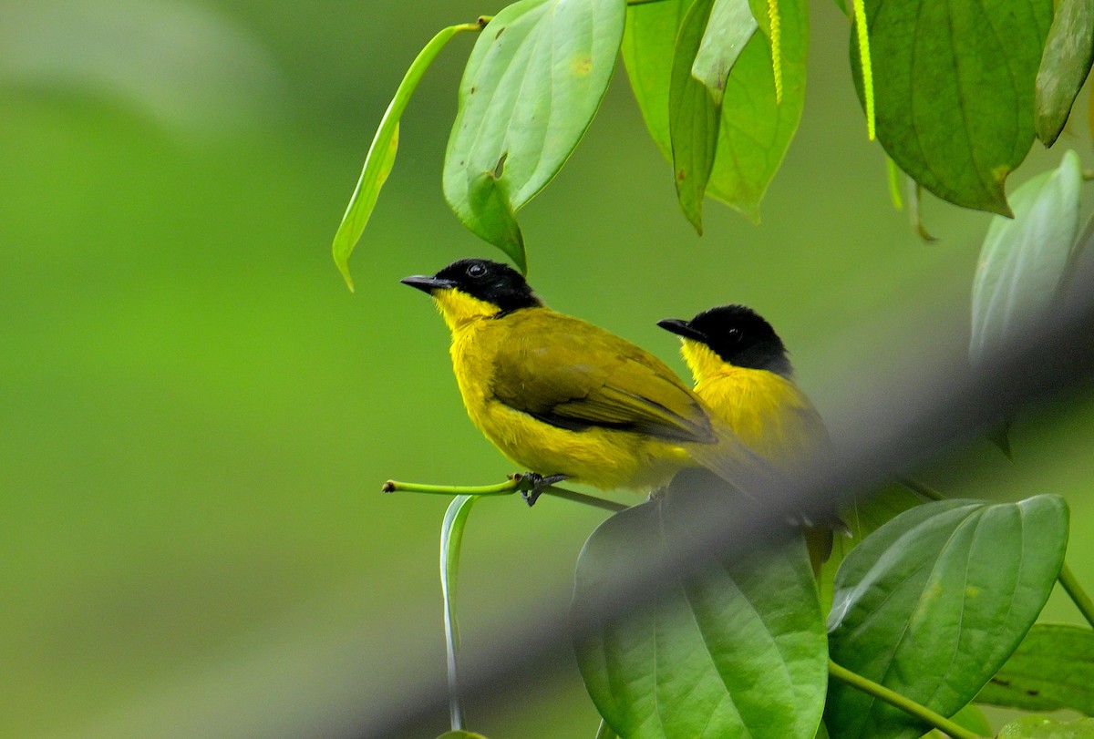 Bulbul à tête noire - ML646970390