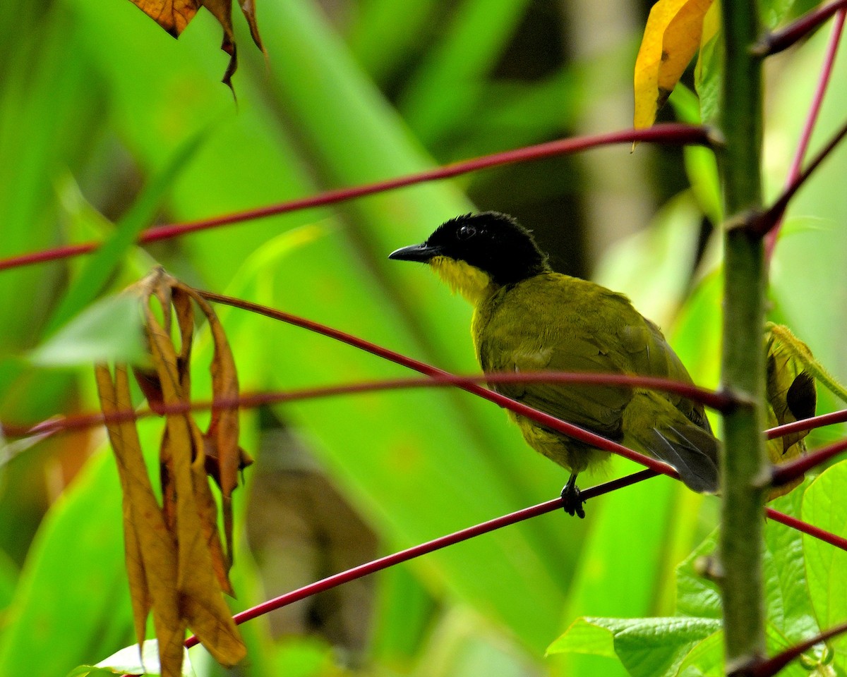 Bulbul à tête noire - ML646970391