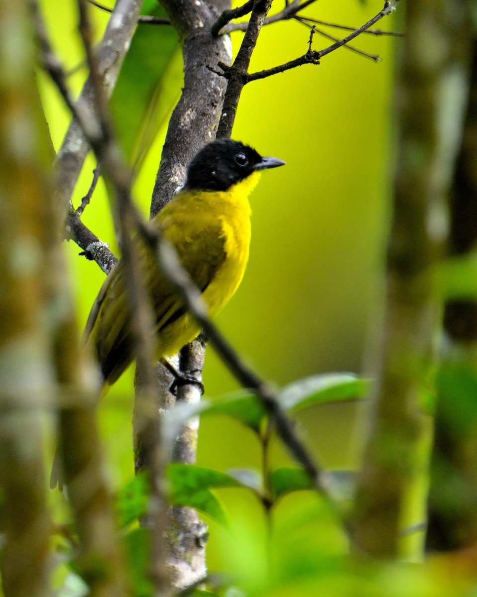 Bulbul à tête noire - ML646970392