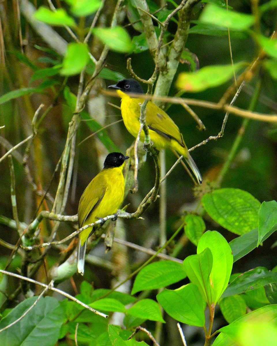 Bulbul à tête noire - ML646970393