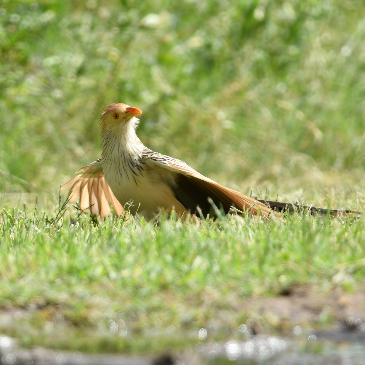 Guira cantara - ML646970394