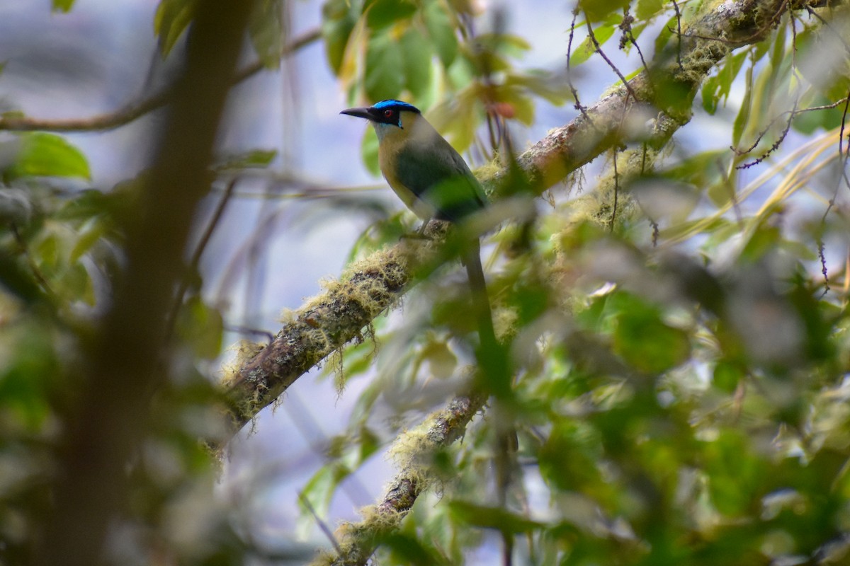 Motmot d'Équateur - ML646970396