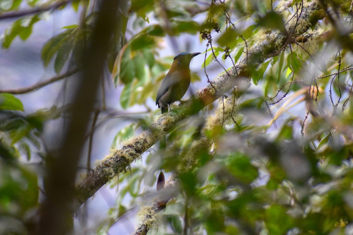 Motmot d'Équateur - ML646970397