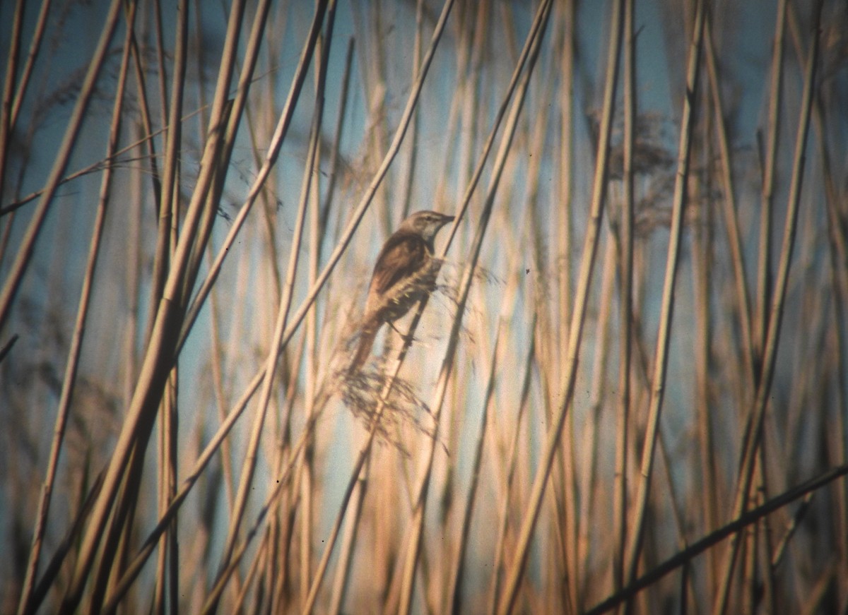 Rousserolle turdoïde - ML646970399