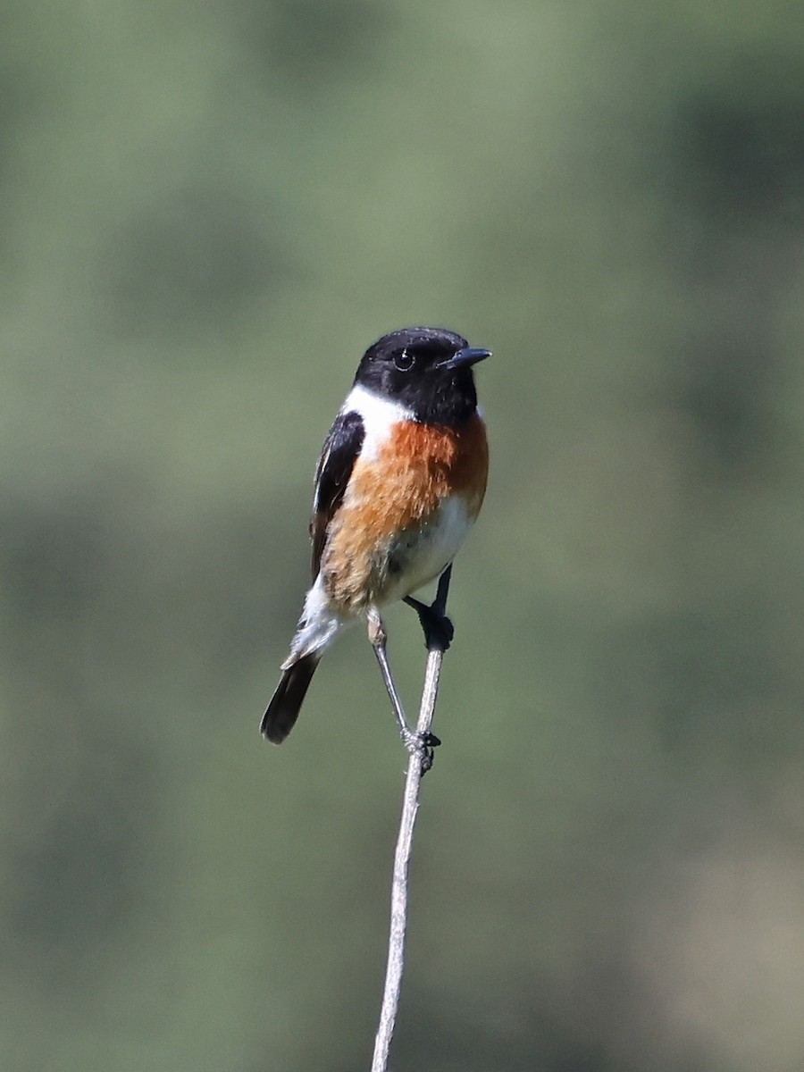 Tarier pâtre - ML646970400