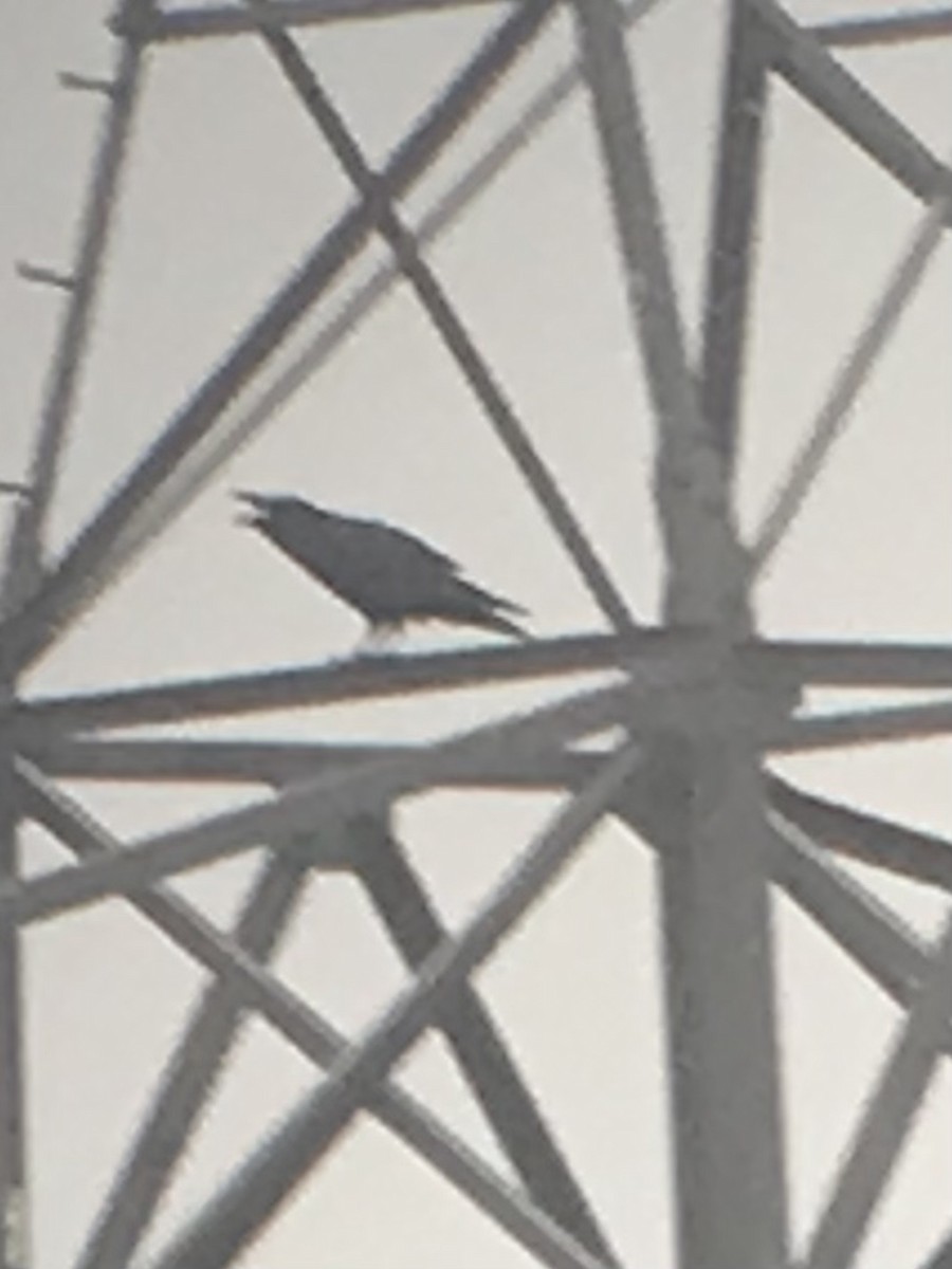 Grand Corbeau - ML646970401