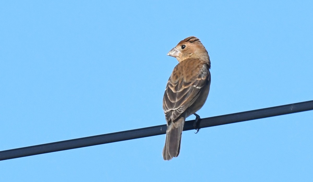 Mavi Çinte - ML646970402