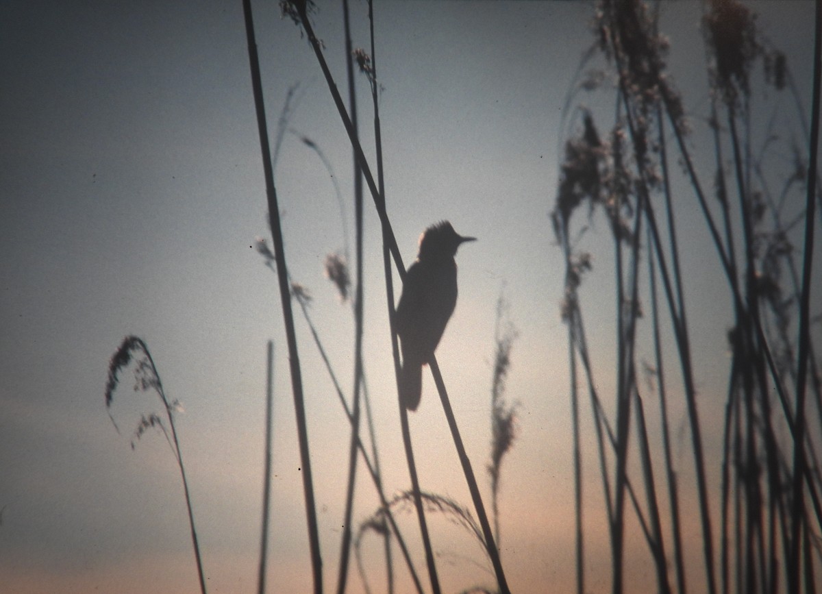 Rousserolle turdoïde - ML646970403