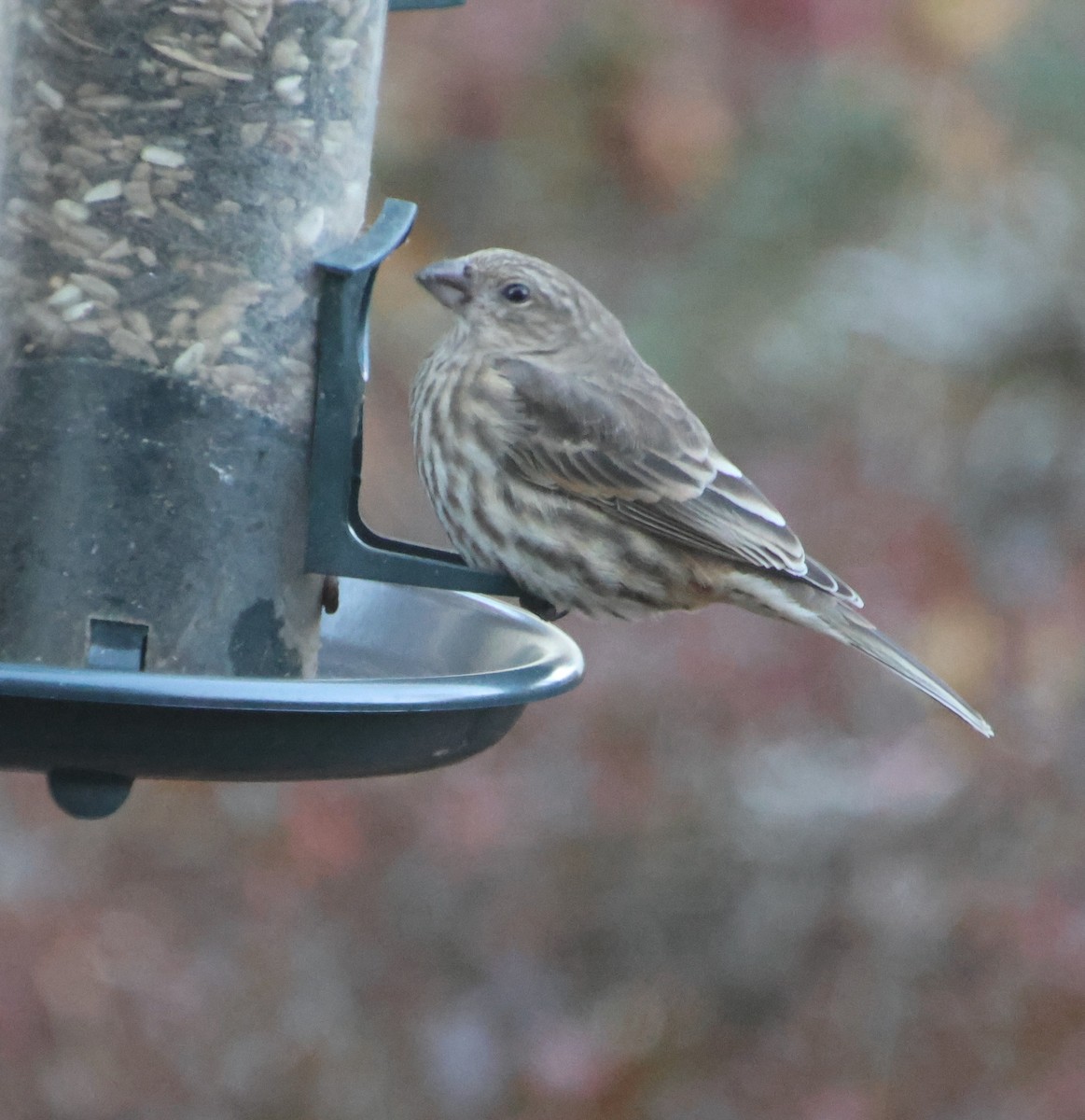 Roselin familier - ML646970404