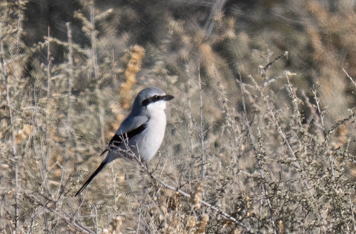 Pie-grièche migratrice ou P.-g. boréale - ML646970405